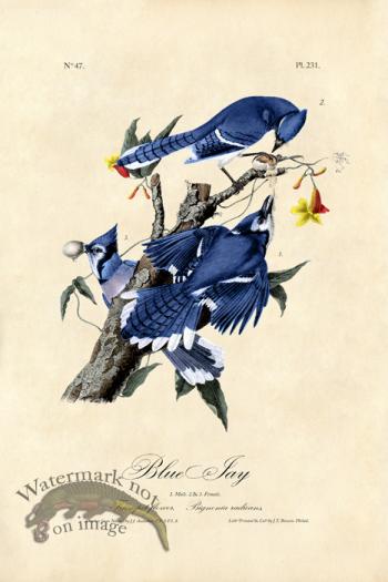 Blue Jay